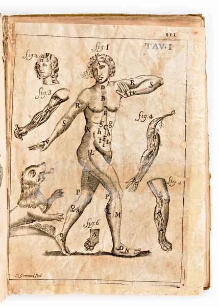 [Anatomia] Pascoli, Alessandro : Il corpo-umano, o breve storia, dove con nuovo metodo si descrivono in compendio tutti gli organi suoi, e i loro principali ufizi... G. Costantini & A. Poletti, in Perugia & Venezia 1700  - Asta Libri Rari & Manoscritti del XVI Secolo - Associazione Nazionale - Case d'Asta italiane