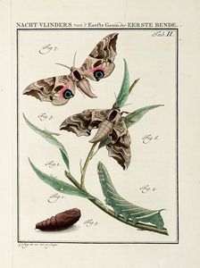 JAN CHRISTIAN SEPP : Beschouwing der wonderen Gods, in de minstgeachte schepzelen of Nederlandsche insecten.  - Asta Libri, Autografi e Manoscritti - Associazione Nazionale - Case d'Asta italiane