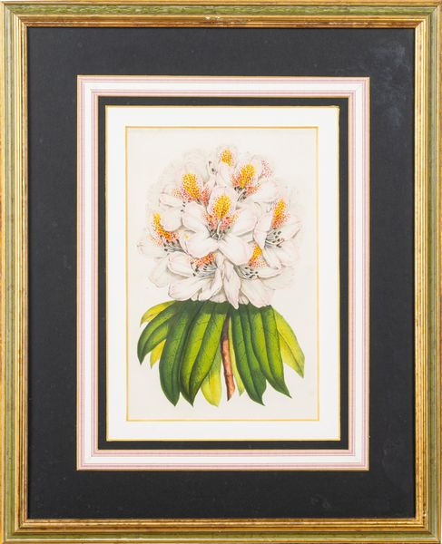 Lotto composto da quattro stampe a soggetto botanico  - Asta Incanti d'Arte - Associazione Nazionale - Case d'Asta italiane