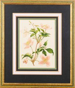 Lotto composto da quattro stampe a soggetto botanico  - Asta Incanti d'Arte - Associazione Nazionale - Case d'Asta italiane