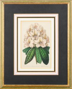 Lotto composto da quattro stampe a soggetto botanico  - Asta Incanti d'Arte - Associazione Nazionale - Case d'Asta italiane