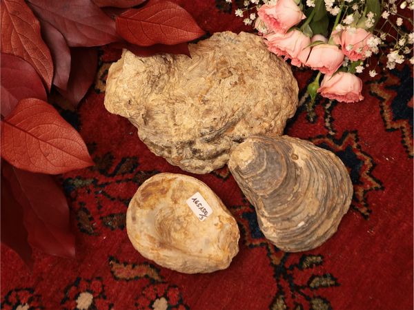 Tre conchiglie fossili  - Asta Due case fiorentine - Associazione Nazionale - Case d'Asta italiane