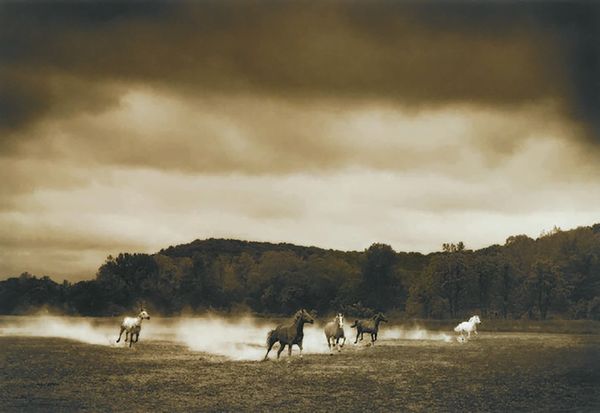 MICHAEL EASTMAN : Horses #296  - Asta Photographs from important european collections - Associazione Nazionale - Case d'Asta italiane