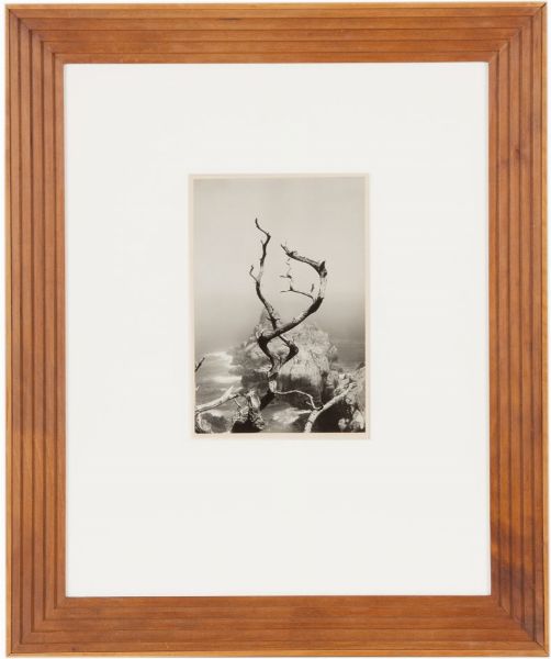MINOR WHITE : Twisted tree  - Asta Photographs from important european collections - Associazione Nazionale - Case d'Asta italiane