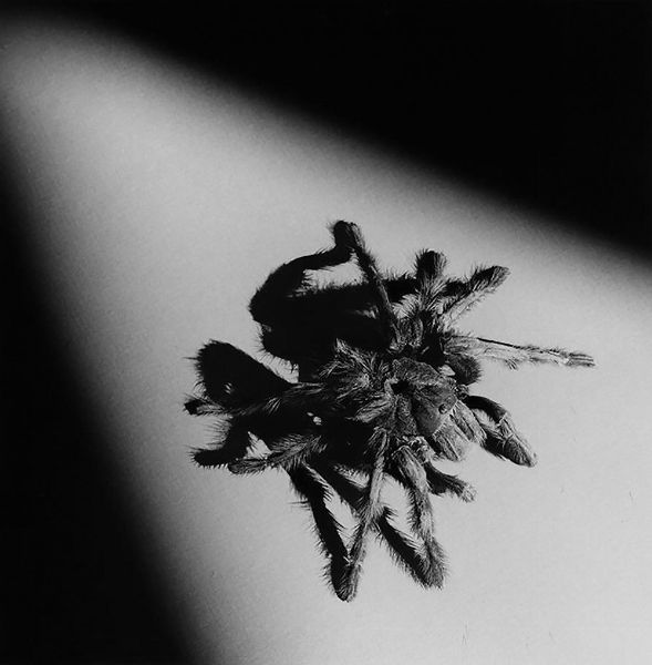 ROBERT MAPPLETHORPE : Tarantula  - Asta Photographs from important european collections - Associazione Nazionale - Case d'Asta italiane