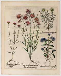 BASILIUS BESLER - Caryophyllus sylvestris flore laciniato carneo
