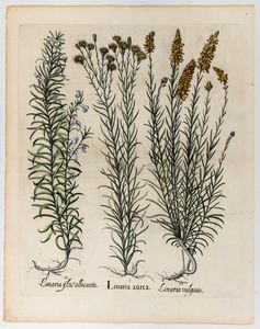 BASILIUS BESLER - Linaria aurea