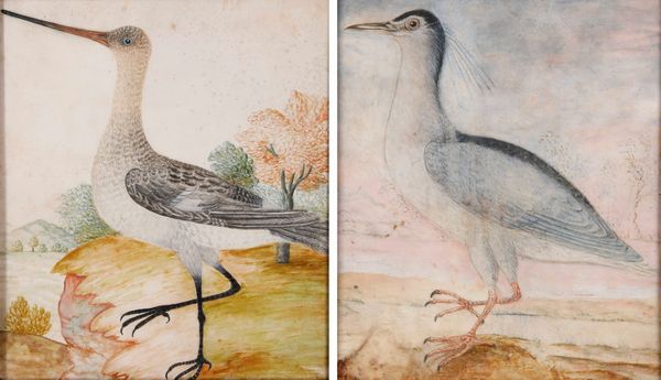 Octavianus Monfort (attivo in Piemonte nel XVII secolo) : Soggetti naturalistici con volatili  - Asta Dipinti Antichi - Associazione Nazionale - Case d'Asta italiane