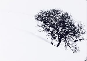 Abbas Gharib - Lonely Tree, dalla serie “Snow white photo collection”