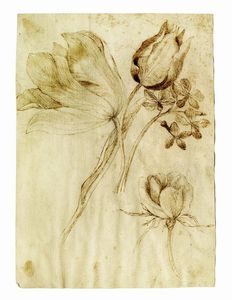 JACOPO LIGOZZI - Foglio di studi per tulipani e altri fiori.