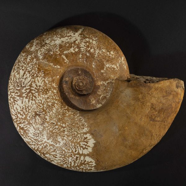 Grande Ammonite  - Asta Mirabilia Naturalia - Associazione Nazionale - Case d'Asta italiane