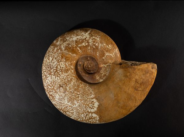 Grande Ammonite  - Asta Mirabilia Naturalia - Associazione Nazionale - Case d'Asta italiane