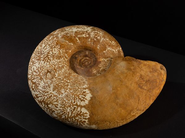 Grande Ammonite  - Asta Mirabilia Naturalia - Associazione Nazionale - Case d'Asta italiane