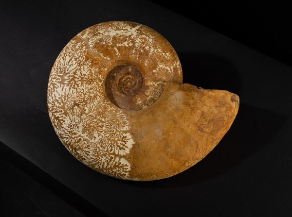 Grande Ammonite  - Asta Mirabilia Naturalia - Associazione Nazionale - Case d'Asta italiane