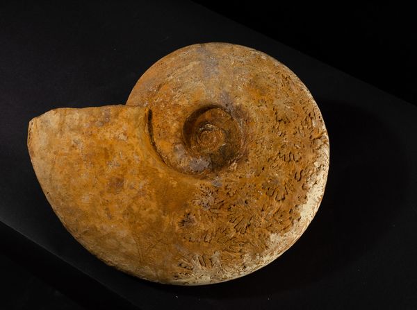 Grande Ammonite  - Asta Mirabilia Naturalia - Associazione Nazionale - Case d'Asta italiane