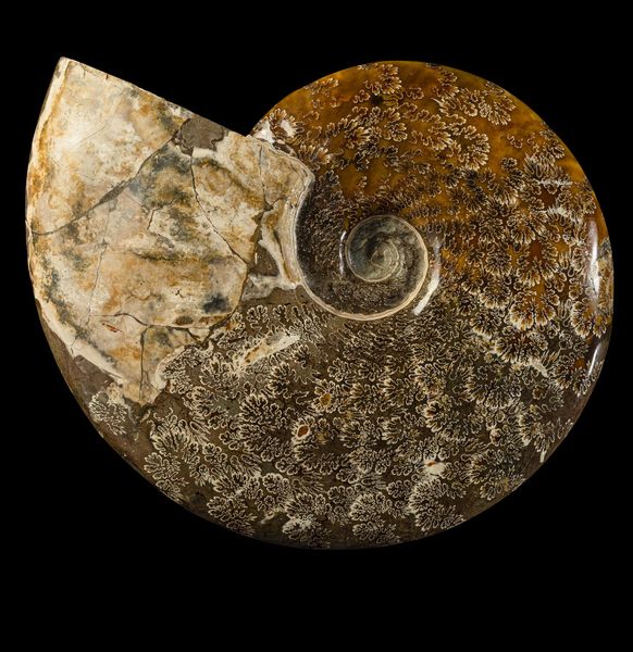 Ammonite intera  - Asta Mirabilia Naturalia - Associazione Nazionale - Case d'Asta italiane