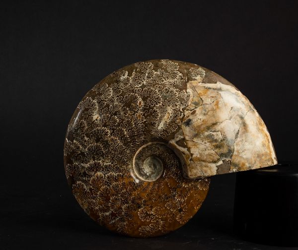 Ammonite intera  - Asta Mirabilia Naturalia - Associazione Nazionale - Case d'Asta italiane