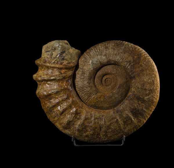 Ammonite completa dalle grandi dimensioni  - Asta Mirabilia Naturalia - Associazione Nazionale - Case d'Asta italiane