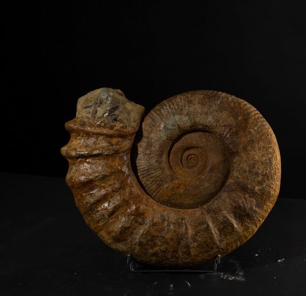 Ammonite completa dalle grandi dimensioni  - Asta Mirabilia Naturalia - Associazione Nazionale - Case d'Asta italiane