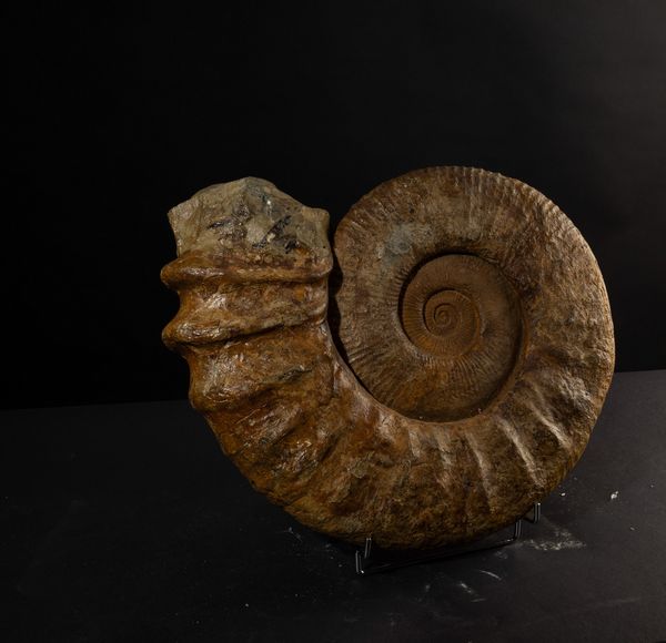 Ammonite completa dalle grandi dimensioni  - Asta Mirabilia Naturalia - Associazione Nazionale - Case d'Asta italiane