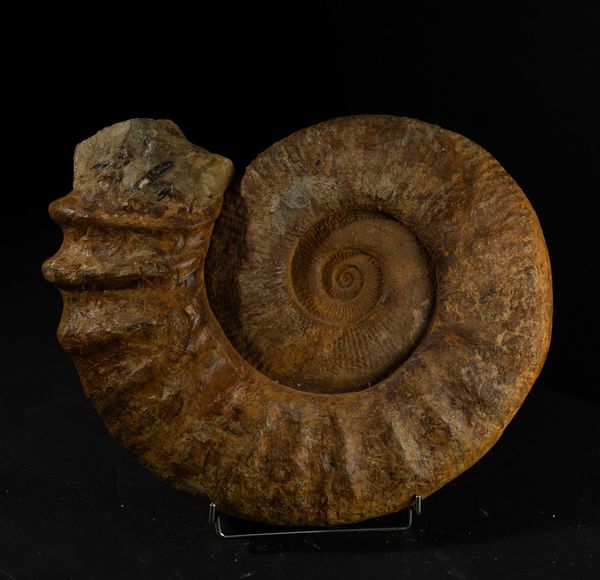 Ammonite completa dalle grandi dimensioni  - Asta Mirabilia Naturalia - Associazione Nazionale - Case d'Asta italiane