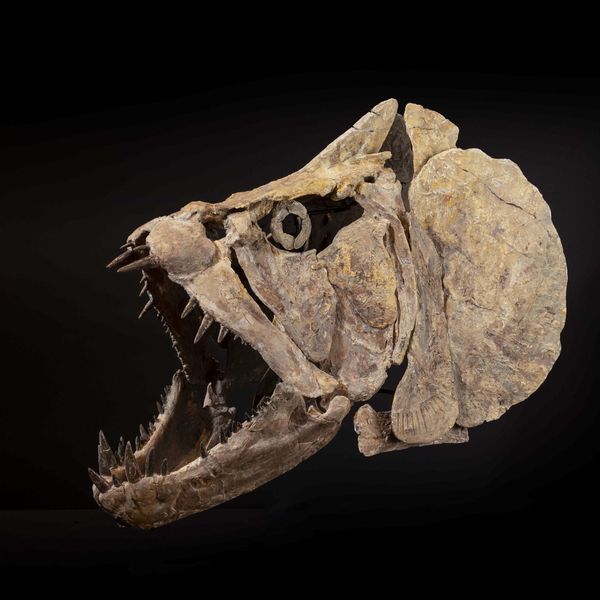 Cranio di Xiphactinus  - Asta Mirabilia Naturalia - Associazione Nazionale - Case d'Asta italiane