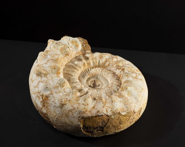 Bella ammonite bianca  - Asta Mirabilia Naturalia - Associazione Nazionale - Case d'Asta italiane