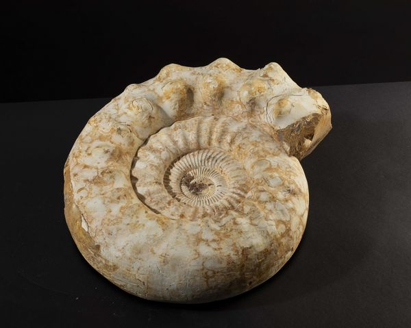 Bella ammonite bianca  - Asta Mirabilia Naturalia - Associazione Nazionale - Case d'Asta italiane