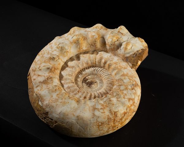 Bella ammonite bianca  - Asta Mirabilia Naturalia - Associazione Nazionale - Case d'Asta italiane