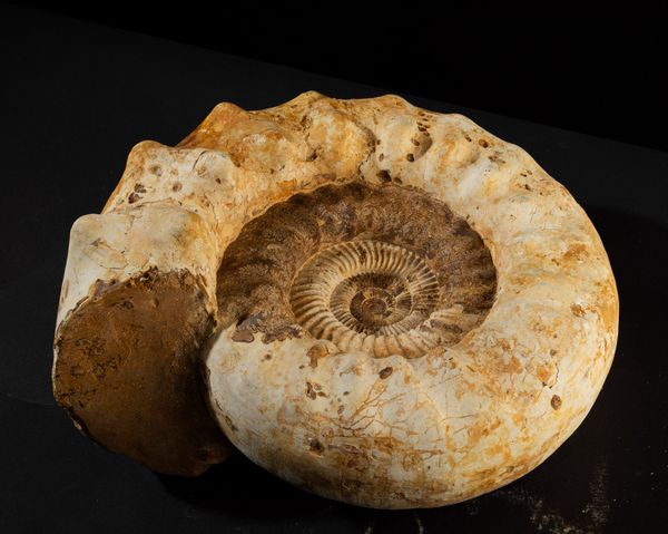 Bella ammonite bianca  - Asta Mirabilia Naturalia - Associazione Nazionale - Case d'Asta italiane