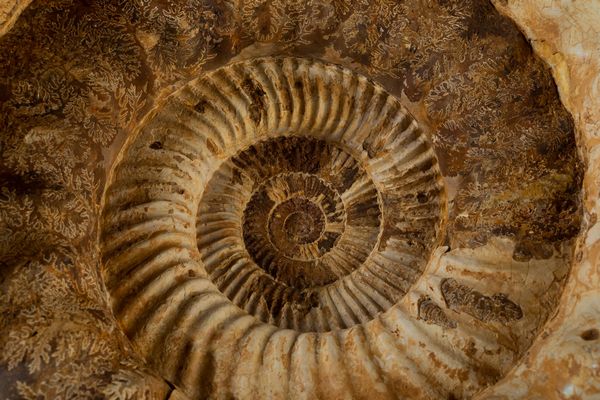 Bella ammonite bianca  - Asta Mirabilia Naturalia - Associazione Nazionale - Case d'Asta italiane