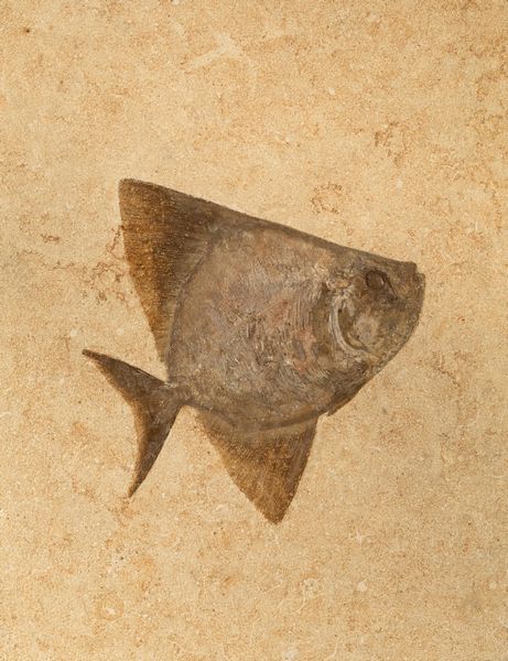 Pesce fossile in quadro  - Asta Mirabilia Naturalia - Associazione Nazionale - Case d'Asta italiane