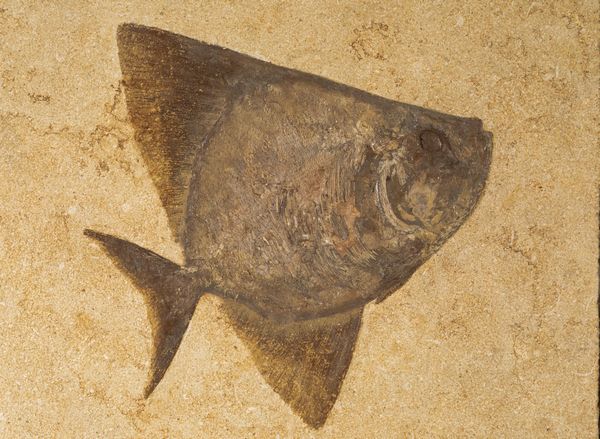 Pesce fossile in quadro  - Asta Mirabilia Naturalia - Associazione Nazionale - Case d'Asta italiane