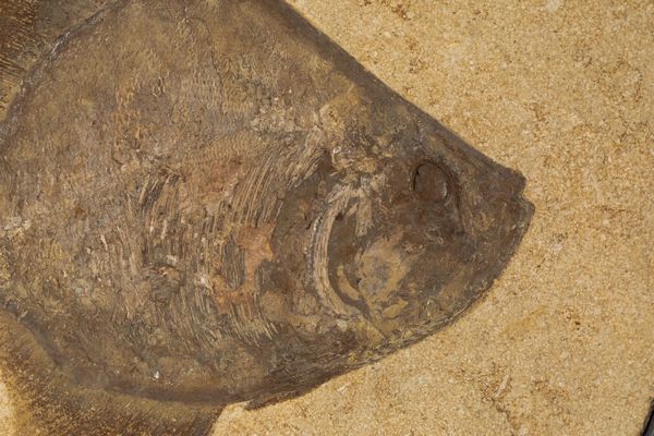 Pesce fossile in quadro  - Asta Mirabilia Naturalia - Associazione Nazionale - Case d'Asta italiane