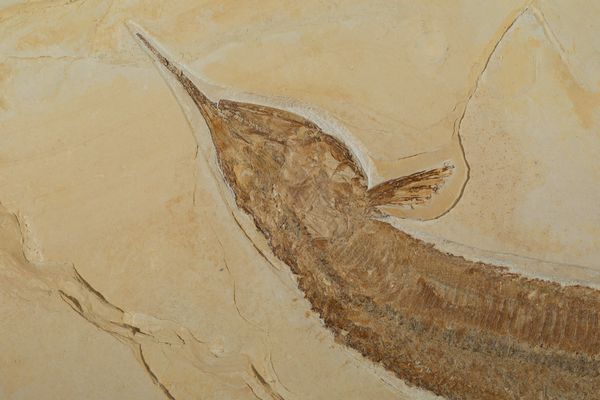 Aspidorhynchus  - Asta Mirabilia Naturalia - Associazione Nazionale - Case d'Asta italiane