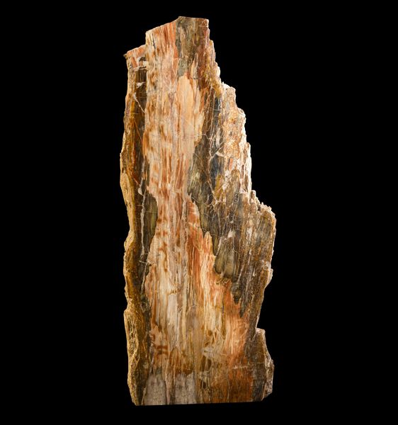 Legno fossile  - Asta Mirabilia Naturalia - Associazione Nazionale - Case d'Asta italiane