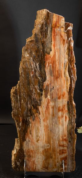 Legno fossile  - Asta Mirabilia Naturalia - Associazione Nazionale - Case d'Asta italiane