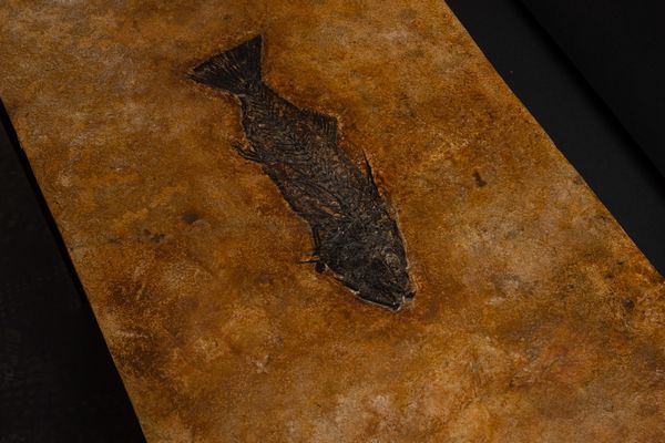 Tavolino con lastra fossile  - Asta Mirabilia Naturalia - Associazione Nazionale - Case d'Asta italiane