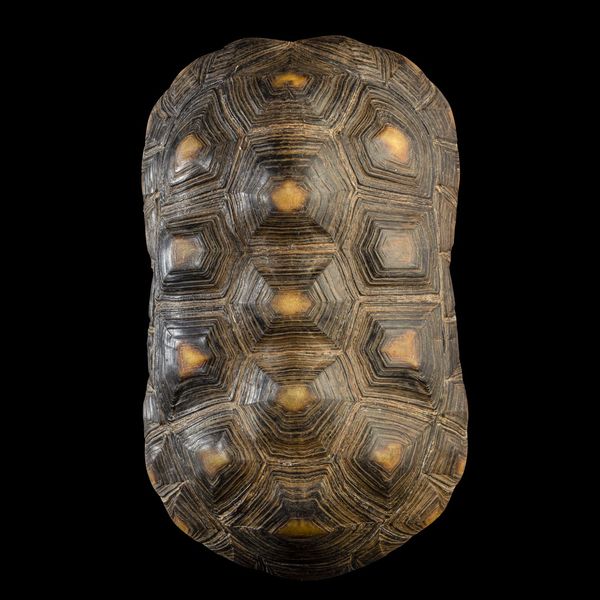 Carapace testuggine  - Asta Mirabilia Naturalia - Associazione Nazionale - Case d'Asta italiane