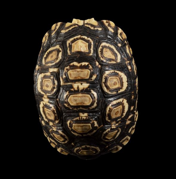 Carapace testuggine  - Asta Mirabilia Naturalia - Associazione Nazionale - Case d'Asta italiane