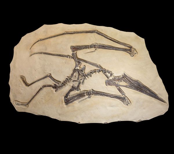 Modello scientifico di Pteranodonte  - Asta Mirabilia Naturalia - Associazione Nazionale - Case d'Asta italiane