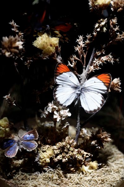 Coppia di Diorama  - Asta Mirabilia Naturalia - Associazione Nazionale - Case d'Asta italiane