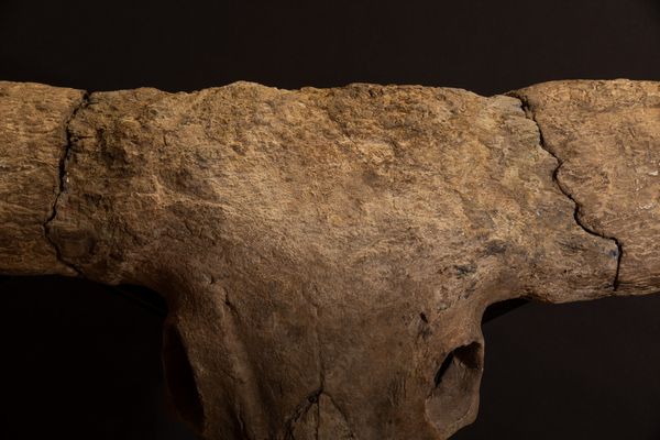 Magnifico trofeo fossile Bovino.  - Asta Mirabilia Naturalia - Associazione Nazionale - Case d'Asta italiane