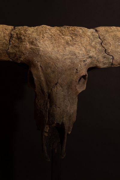 Magnifico trofeo fossile Bovino.  - Asta Mirabilia Naturalia - Associazione Nazionale - Case d'Asta italiane