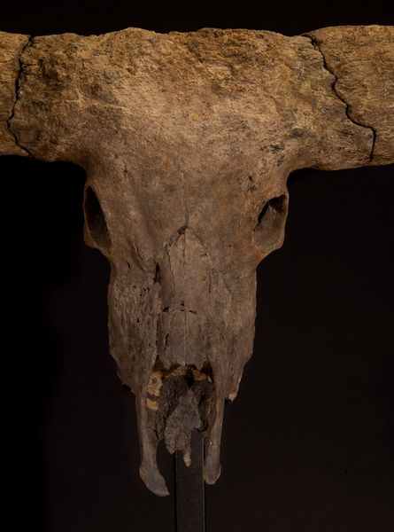 Magnifico trofeo fossile Bovino.  - Asta Mirabilia Naturalia - Associazione Nazionale - Case d'Asta italiane