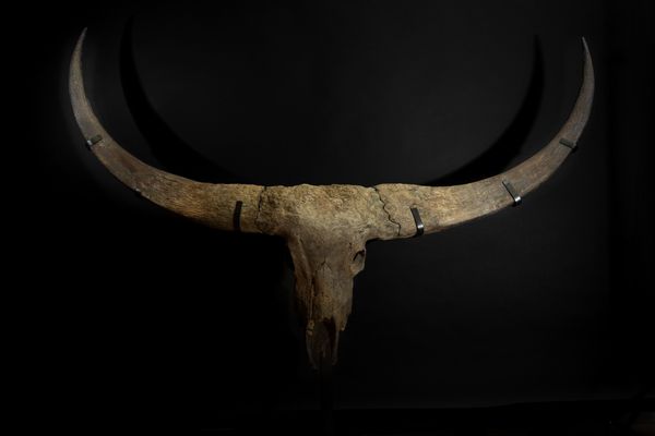 Magnifico trofeo fossile Bovino.  - Asta Mirabilia Naturalia - Associazione Nazionale - Case d'Asta italiane