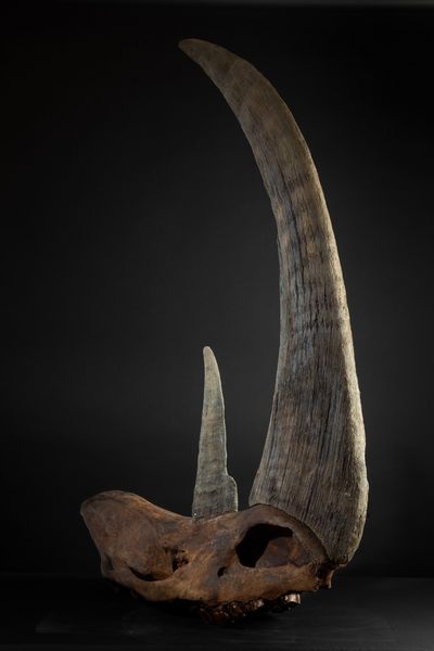 Cranio di rinoceronte preistorico  - Asta Mirabilia Naturalia - Associazione Nazionale - Case d'Asta italiane