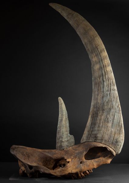 Cranio di rinoceronte preistorico  - Asta Mirabilia Naturalia - Associazione Nazionale - Case d'Asta italiane