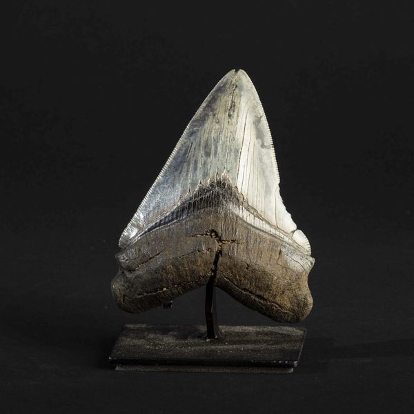 Dente fossile di squalo Megalodon  - Asta Mirabilia Naturalia - Associazione Nazionale - Case d'Asta italiane