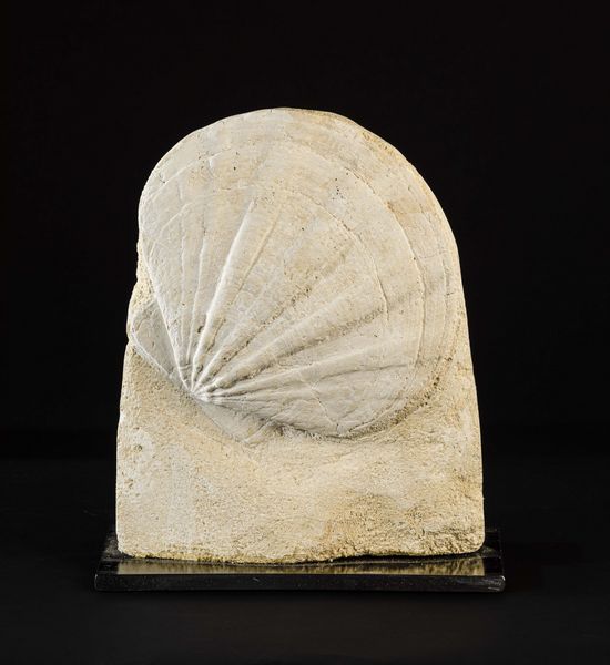 Pecten fossile  - Asta Mirabilia Naturalia - Associazione Nazionale - Case d'Asta italiane